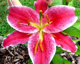 Oriental Lily Stargazer Starter Plant