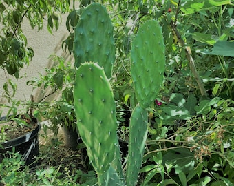 Opuntia Megacantha (Nopal Blanco) Pad Considered one of the Best for Nopales (cutting)