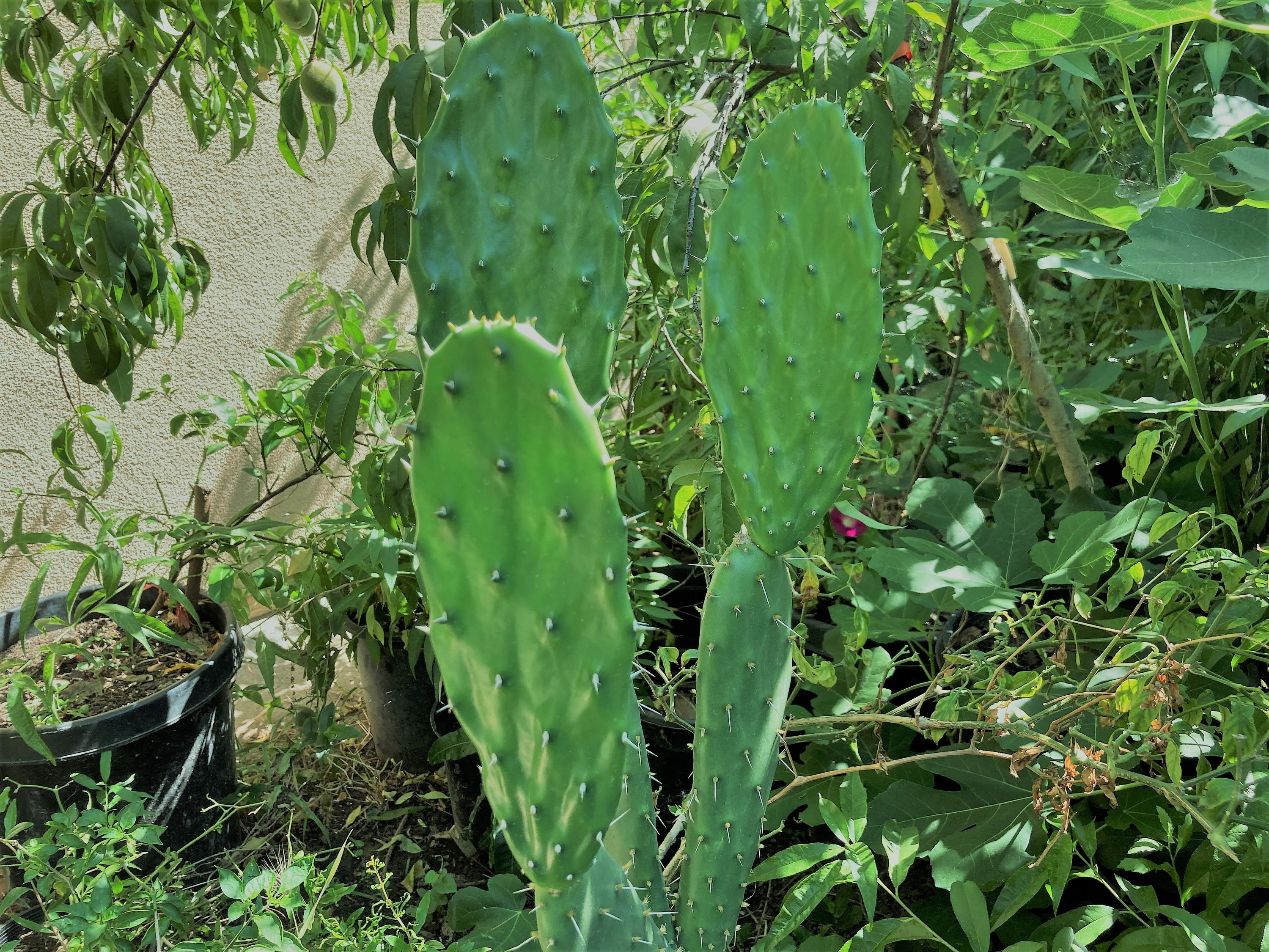 Opuntia Megacantha nopal Blanco Pad Considered One of the Best for