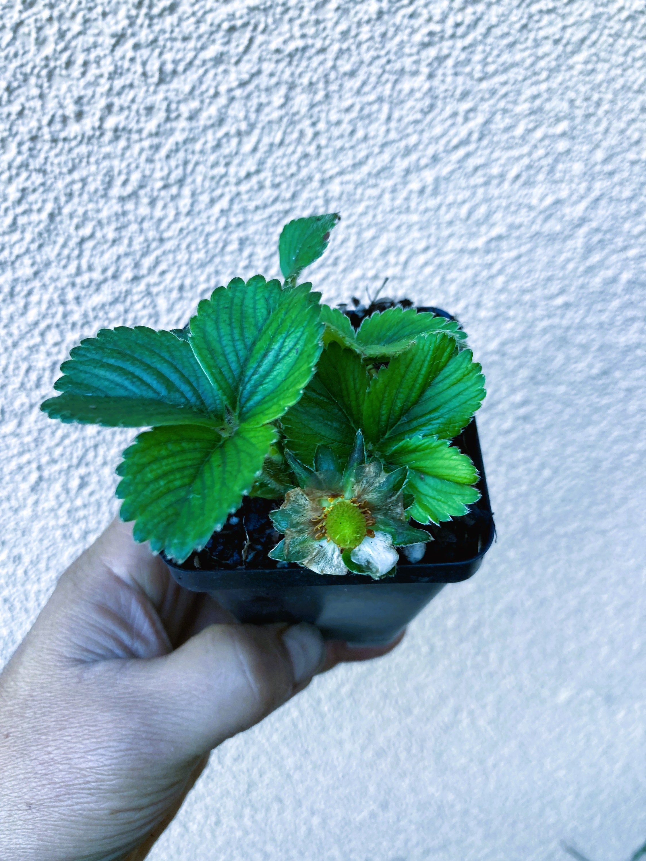 Ozark Beauty Everbearing Strawberry Live Starter Plant Etsy