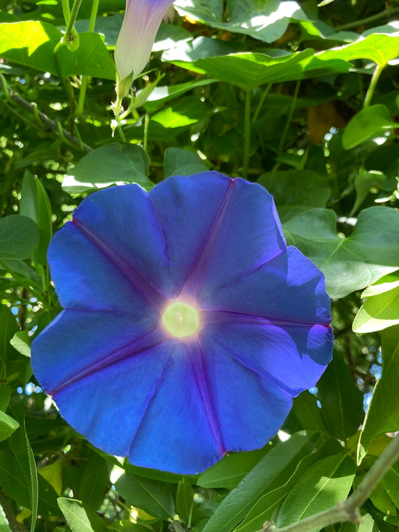 Ipomoea Indica Morning Glory - Thumbnail 2