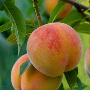 May include: Close-up of ripe peaches on a tree branch. The peaches have a fuzzy texture and a gradient of colors, from yellow to red. Green leaves surround the fruit, with a blurred background.