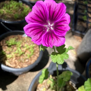 Malva Sylvestries var. Mauritiana Live Plant