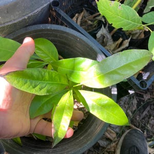 Diospyros nigra, Black sapote seedling (chocolate pudding fruit) Zapote Prieto