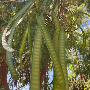 Guaje Huaje River Tamarind Miracle Tree Leucaena Leucocephala Live Plant