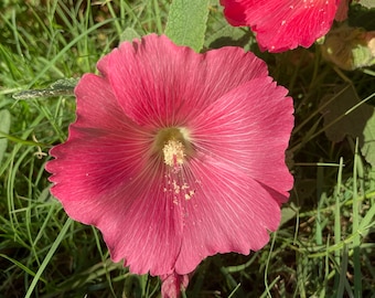 Single Hollyhock (Holly Hock) Pink Flower Alcea Rosea Live Plant