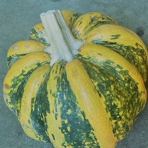 Mexican Sweet Pumpkin Heirloom Seeds Very Rare 10 Non GMO Seeds