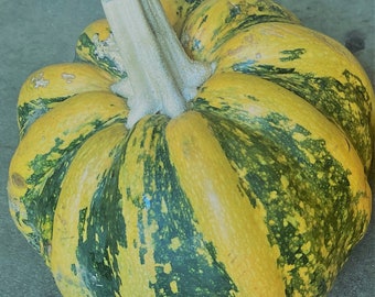 Puede incluir: Una calabaza rayada amarilla y verde con un tallo nudoso.
