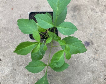 Fraxinus pennsylvanica, Green Ash Tree Seedling