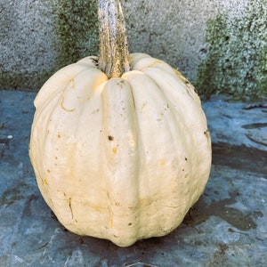 Cream White Pumpkin (pepita) Heirloom Seeds Very Rare 10 Non GMO Seeds
