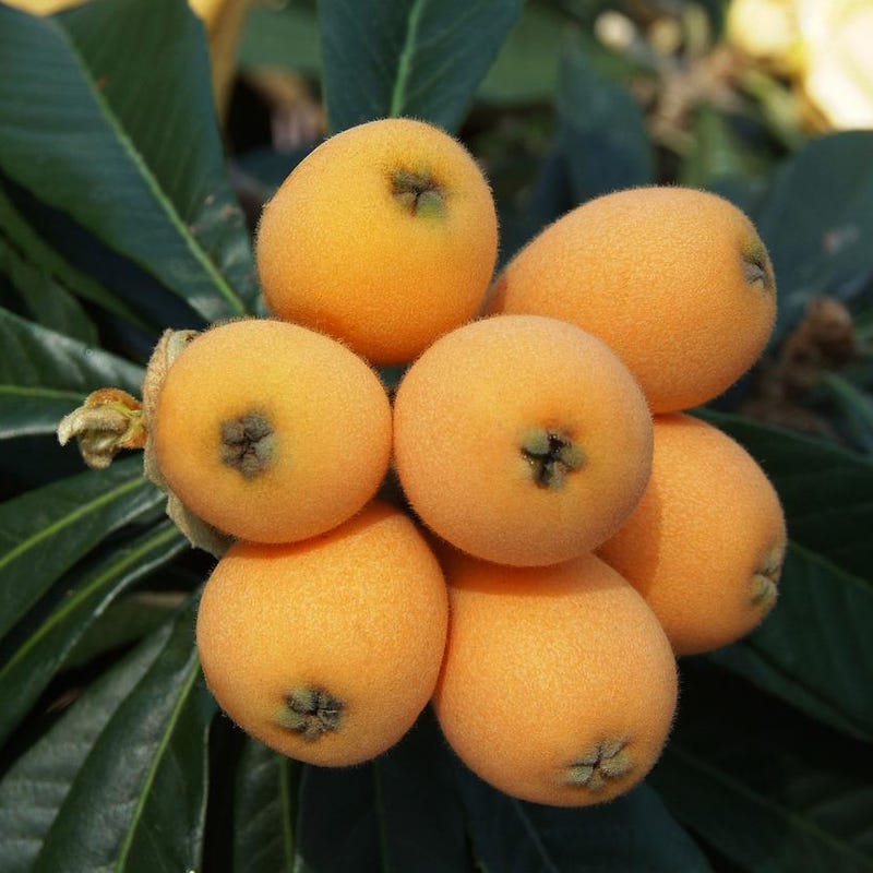 Dream of Peach Tree - Etsy