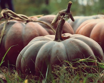 Musquee de Provence Open Pollinated Pumpkin Seeds - Rare Heirloom Variety (Cucurbita moschata)
