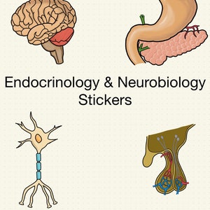 Endocrine Sticker Neurobiology Stickers - Etsy