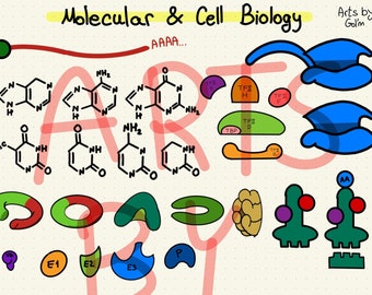 ArtsByGol'm- Molecular & Cell Biology stickers- precropped PNG's, Goodnotes file for study