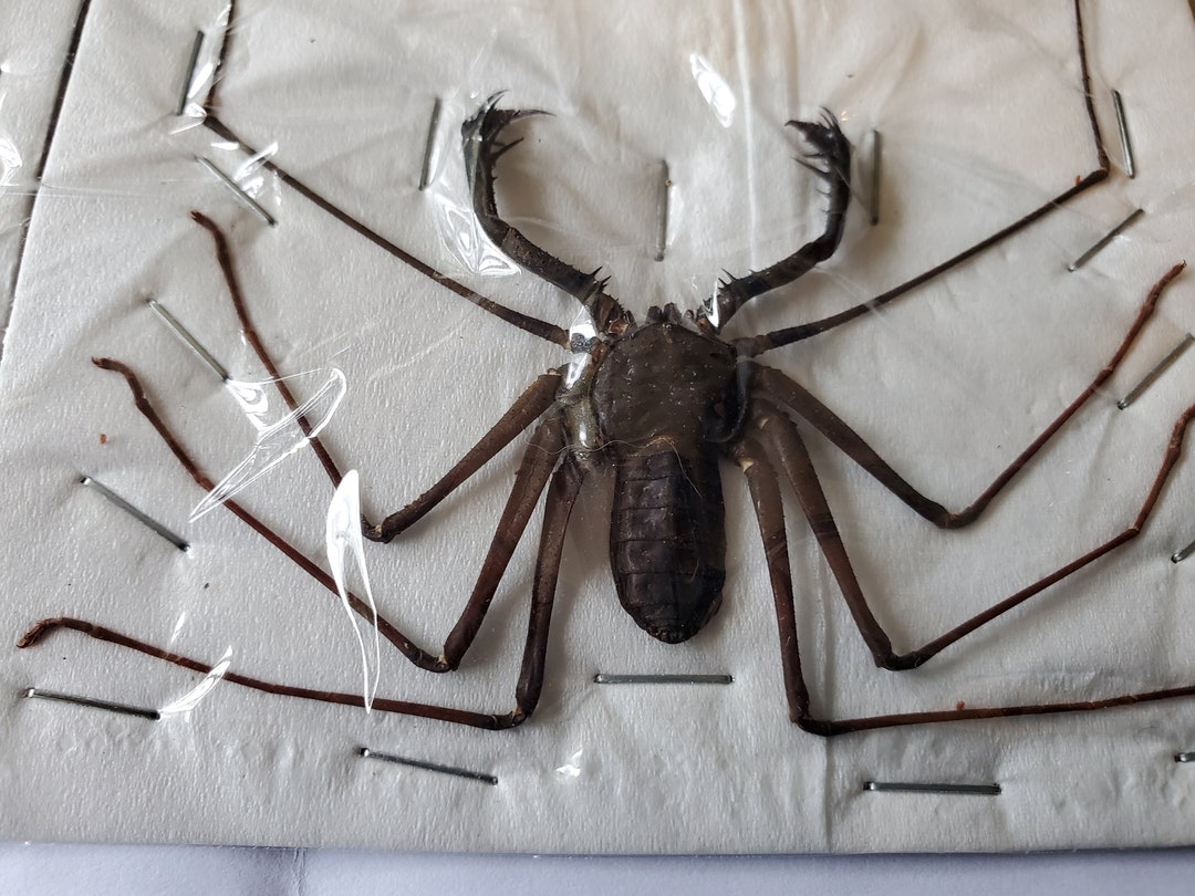 Whip Scorpion or Vinegaroon acanthophrynus Coronatus SPREAD, Java Isl