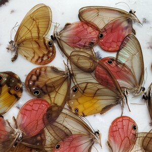 Glasswing Butterfly Mix TEN 10 Acraea, Bematistes, Cithaerias, Haetera, Ithomia, Greta, Olyria Species image 6