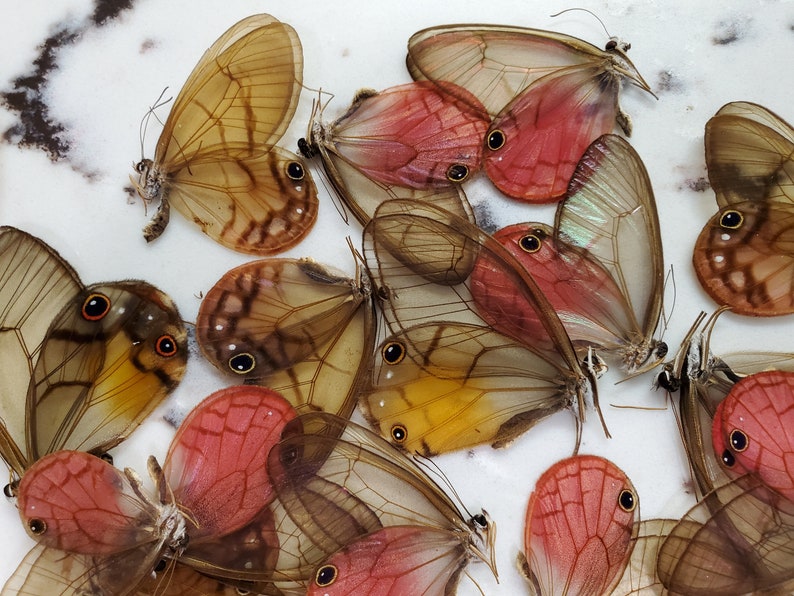 Glasswing Butterfly Mix TEN 10 Acraea, Bematistes, Cithaerias, Haetera, Ithomia, Greta, Olyria Species image 6