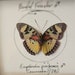 see more listings in the Framed Butterflies section