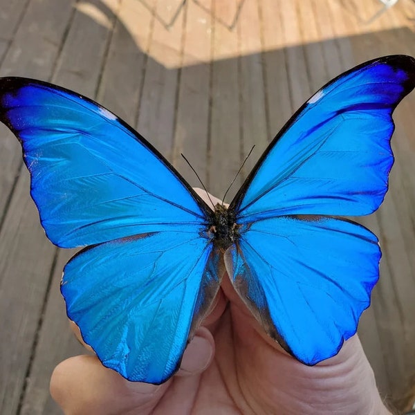 MORPHO RHETENOR A1 Dazzling  & Rare Papered Specimen ! Guyana