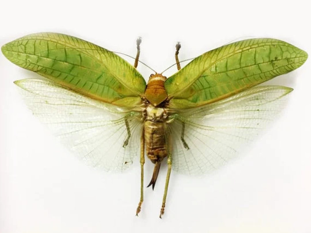 Pseudophyllus Neriifolius Giant Katydid, WINGS SPREAD...HUGE Etsy