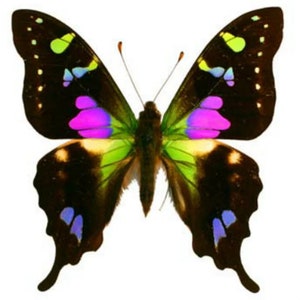 Graphium weiskei, A1 RARE, Unmounted Male, Papua NG