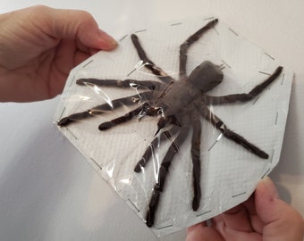 Haplopelma minax - One Large, Spread Tarantula, many with Fangs Displayed! Java Island