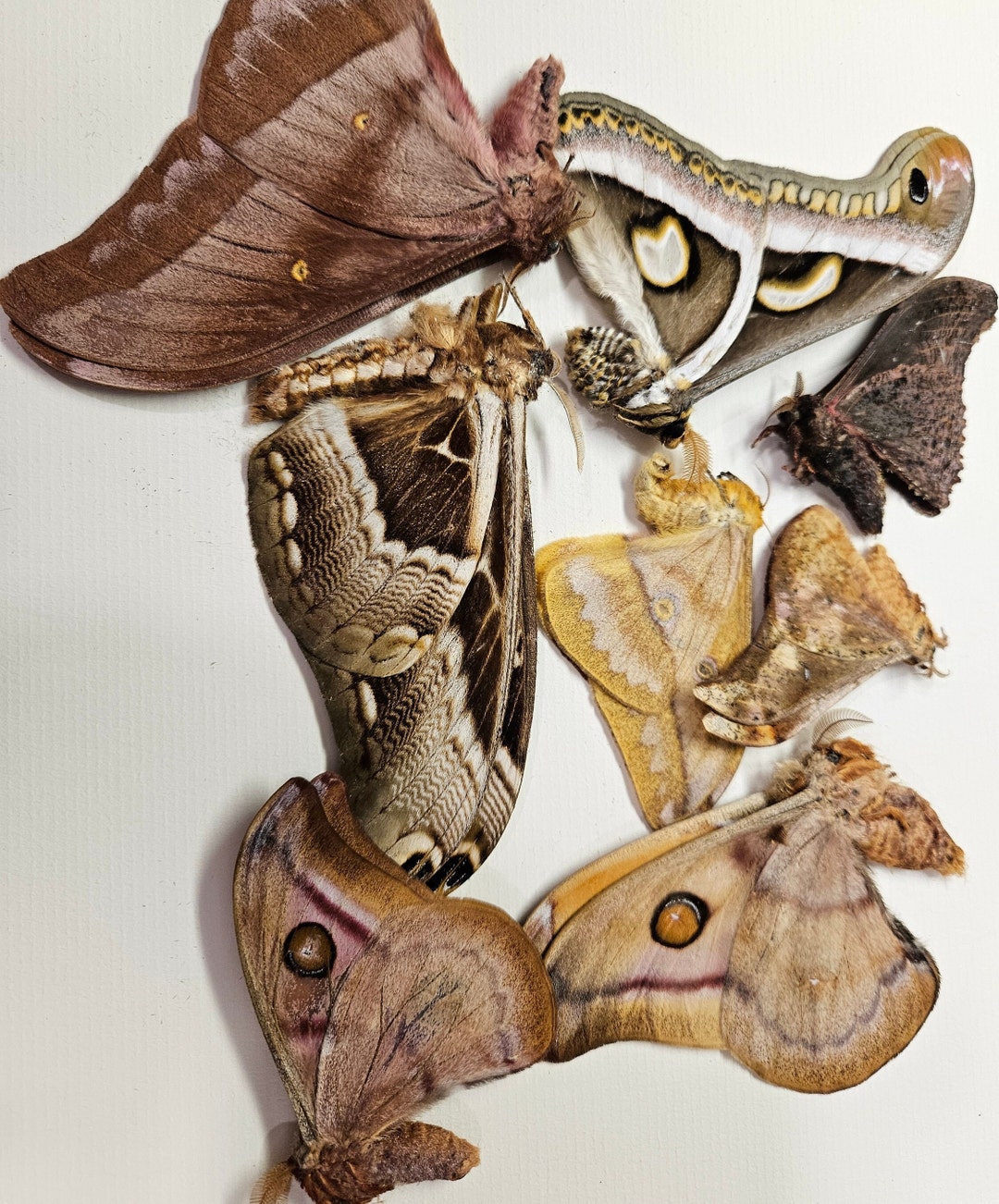 SATURNIDAE ASSORTMENT A Lot of FIVE 5 Fine Silk Moths - Etsy