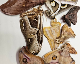 SATURNIDAE ASSORTMENT - A Lot of FIVE ( 5 ) Fine Silk Moths from 3 Continents