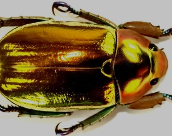 CHRYSINA AURIGANS- Large Gold Scarab A1-/A- condition, Unspread - Costa Rica