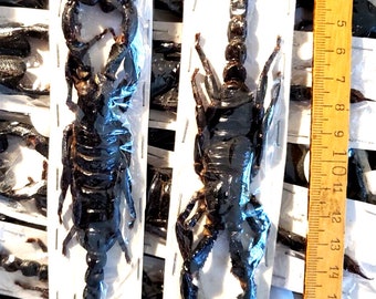 Real Scorpion In A Glass Ball, Heterometrus Cyaneus, Entomology - Foto 6