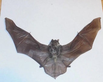 Pipistrellus Bat, Wings Spread - Java Island