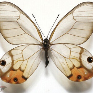 Glasswing Butterfly Mix TEN 10 Acraea, Bematistes, Cithaerias, Haetera, Ithomia, Greta, Olyria Species image 4