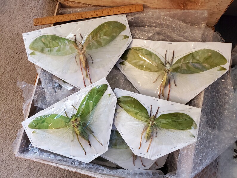 Pseudophyllus Neriifolius Giant Katydid WINGS SPREAD Etsy