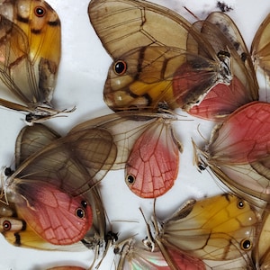 Glasswing Butterfly Mix TEN 10 Acraea, Bematistes, Cithaerias, Haetera, Ithomia, Greta, Olyria Species image 1
