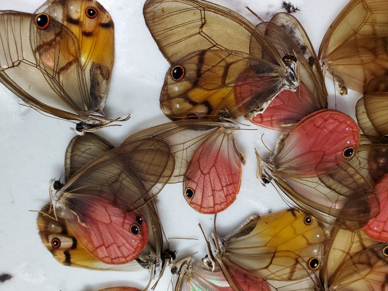 Glasswing Butterfly Mix TEN 10 Acraea, Bematistes, Cithaerias, Haetera, Ithomia, Greta, Olyria Species image 1