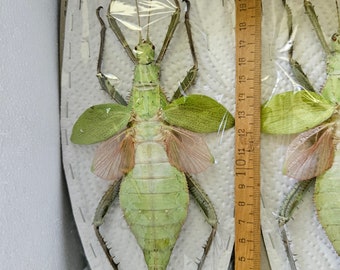 Huge Spread Heteropteryx dilatata ( Jungle Nymph ) in A1, Malaysia