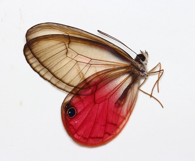 Glasswing Butterfly Mix TEN 10 Acraea, Bematistes, Cithaerias, Haetera, Ithomia, Greta, Olyria Species image 3