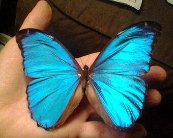 Real Graphium Sarpedon Butterfly - Blue, Unmounted With Wings Closed - One Specimen