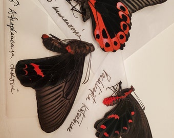 RED & BLACK TRIO  - A1 Papilio Rumanzovia, Pachliopta kotzebuae, and Atrophaneura dixoni ( one of each )