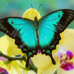 Papilio Lorquinianus RARE A1 Unmounted Specimen West Papua - Etsy