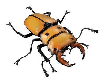 Homoderus mellyi - Large, Rare African Stag Beetle from Cameroon, A1 Unspread