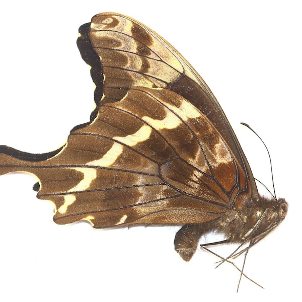 Papilio mackinnoni - VERY RARE Swallowtail A1 Unspread, ex UGANDA