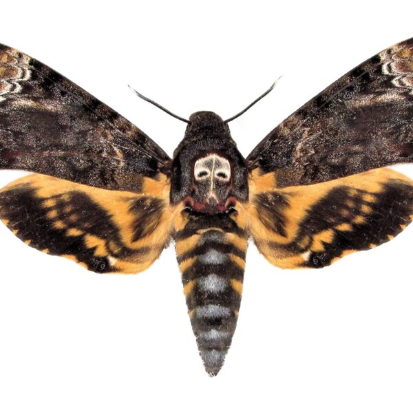 Acherontia lachesis - XL Size Death's Head Hawk Moth Unspread, Vietnam