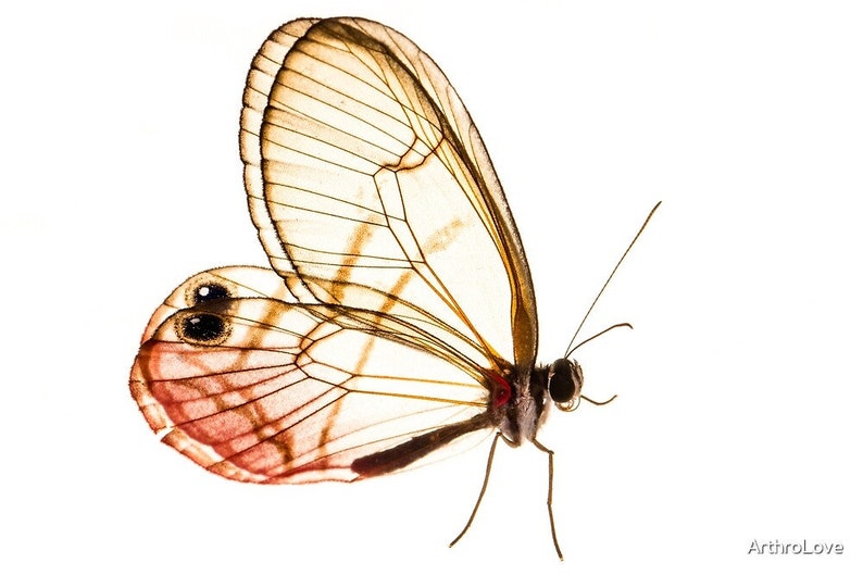 Glasswing Butterfly Mix TEN 10 Acraea, Bematistes, Cithaerias, Haetera, Ithomia, Greta, Olyria Species image 5