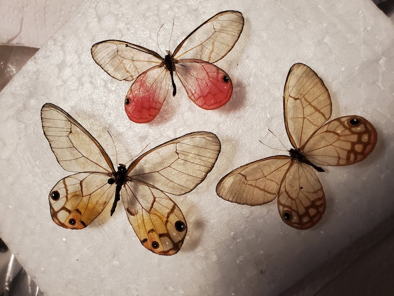 Glasswing Butterfly Mix TEN 10 Acraea, Bematistes, Cithaerias, Haetera, Ithomia, Greta, Olyria Species image 2