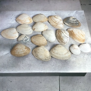 Clam shells for crafts, kids crafts, genuine shells, Long Island clamshells, medium size clam shells, seashell ornaments, bulk clam shells