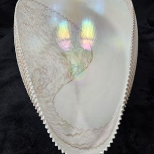 Op de afbeelding: Een grote, witte, iriserende schelp met een gegolfde rand. De schelp heeft de vorm van een hart en een gladde, glanzende afwerking.