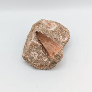 Mosasaur Tooth in Matrix - Fossilized Mosasaur Tooth - Fossil Tooth