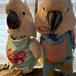 Custom made fleece clothing for cockatoos and macaws. Anti-plucking. Anti-mutilating.