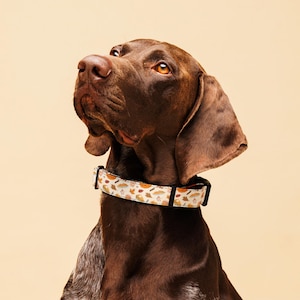 Autumn Dog Collar: Fall Leaves & Pumpkin Spice Print, Padded Handle